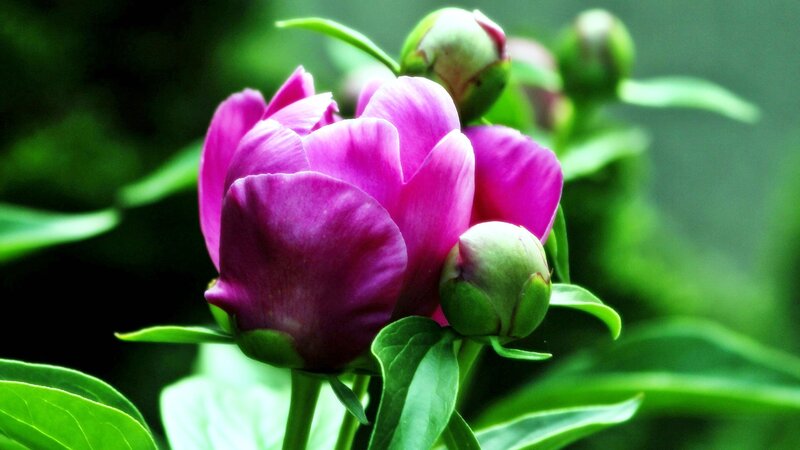 Purple Peony Flower — Serene, Spring, Photograph