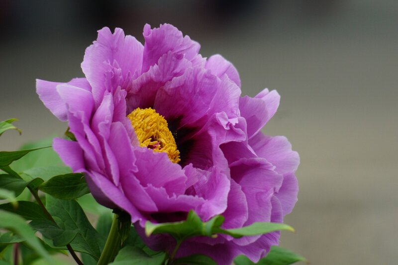 Purple Peony Flower — Serene, Spring