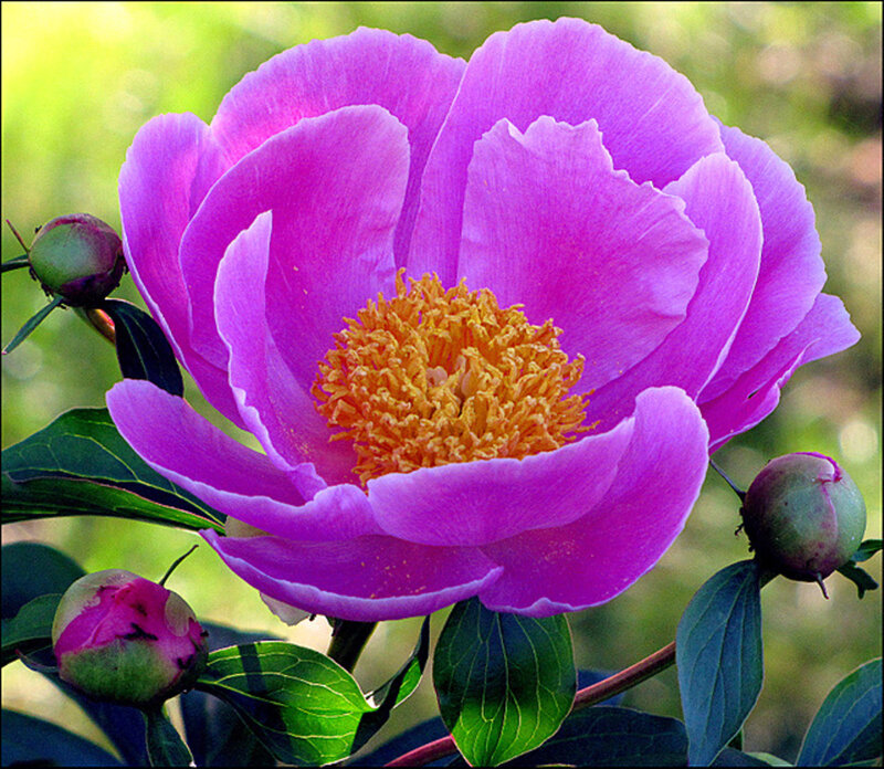 Purple Peony Flower — Serene, Summer