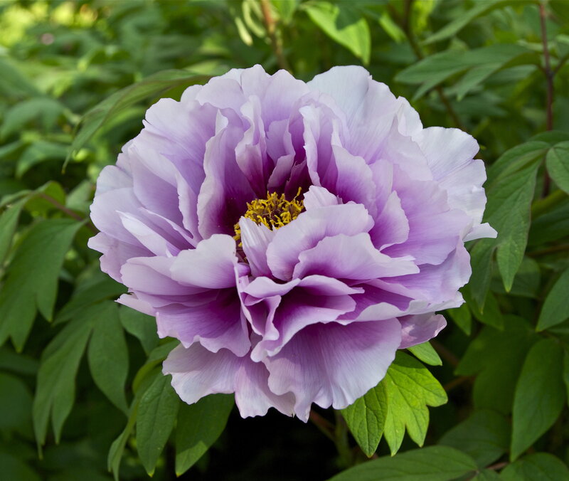 Purple Peony Flower — Serene