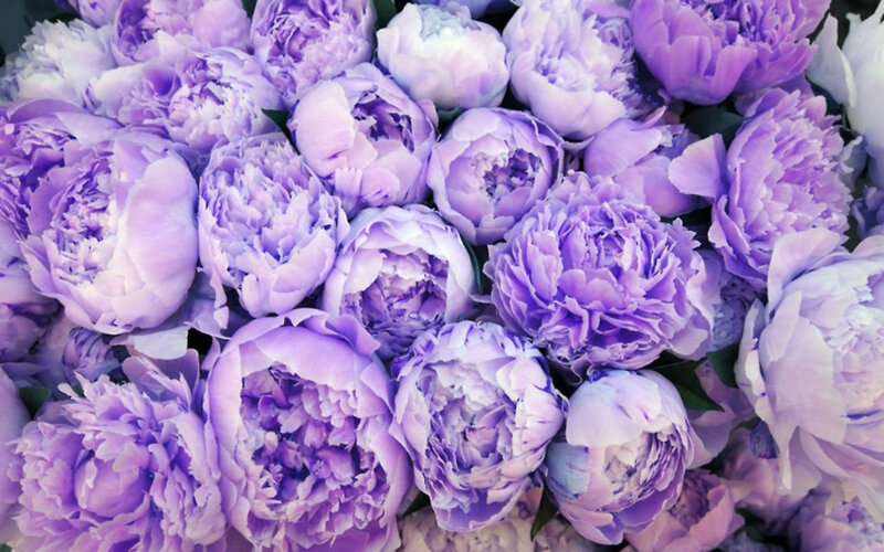 Purple Peony Flowers — Calm