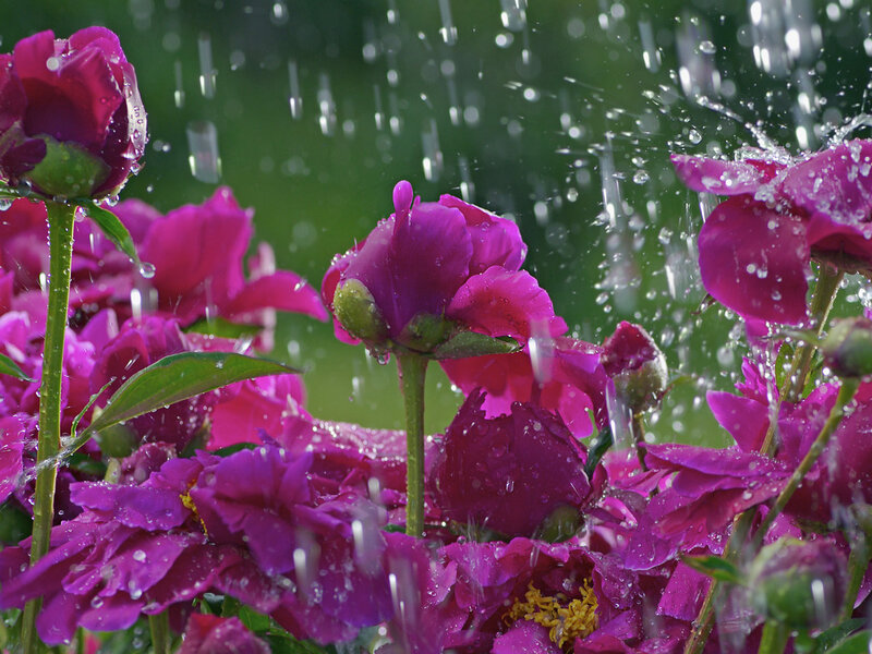 Purple Peony Flowers — Refreshing