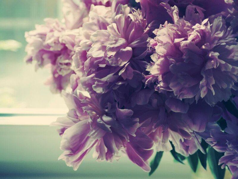 Purple Peony Flowers — Serene, Photograph