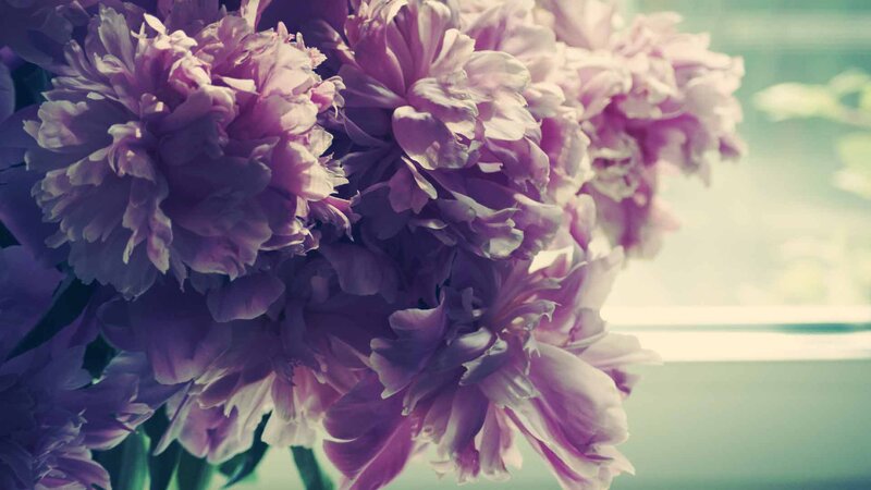 Purple Peony Flowers — Serene, Photograph, Window