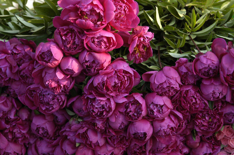 Purple Peony Flowers