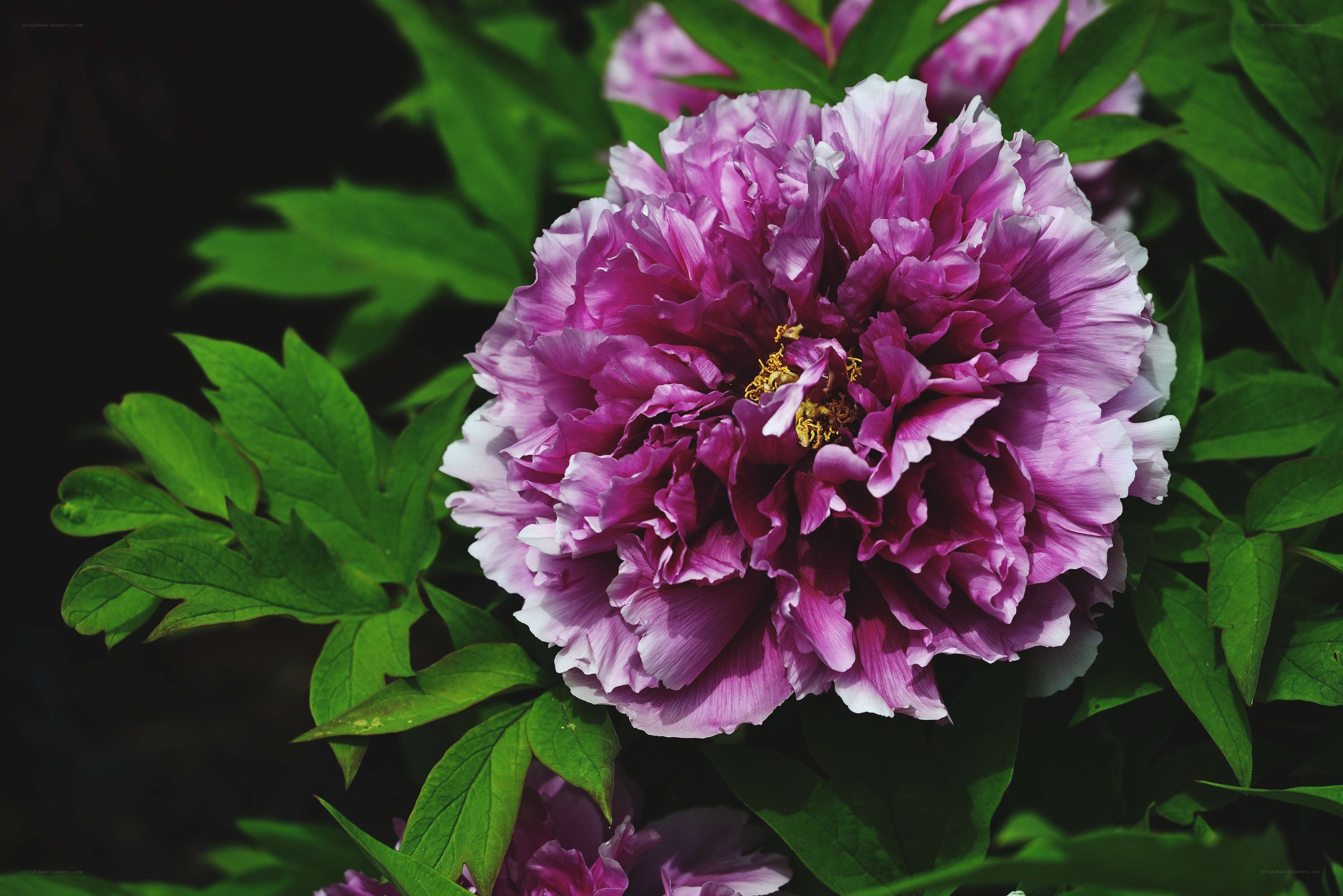 Purple peony in full bloom