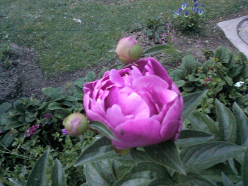 Purple peony in garden