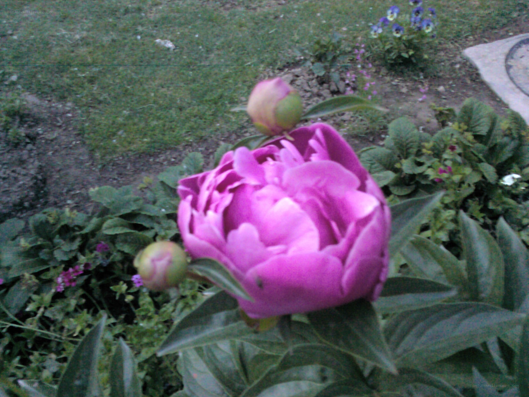 Purple peony in garden