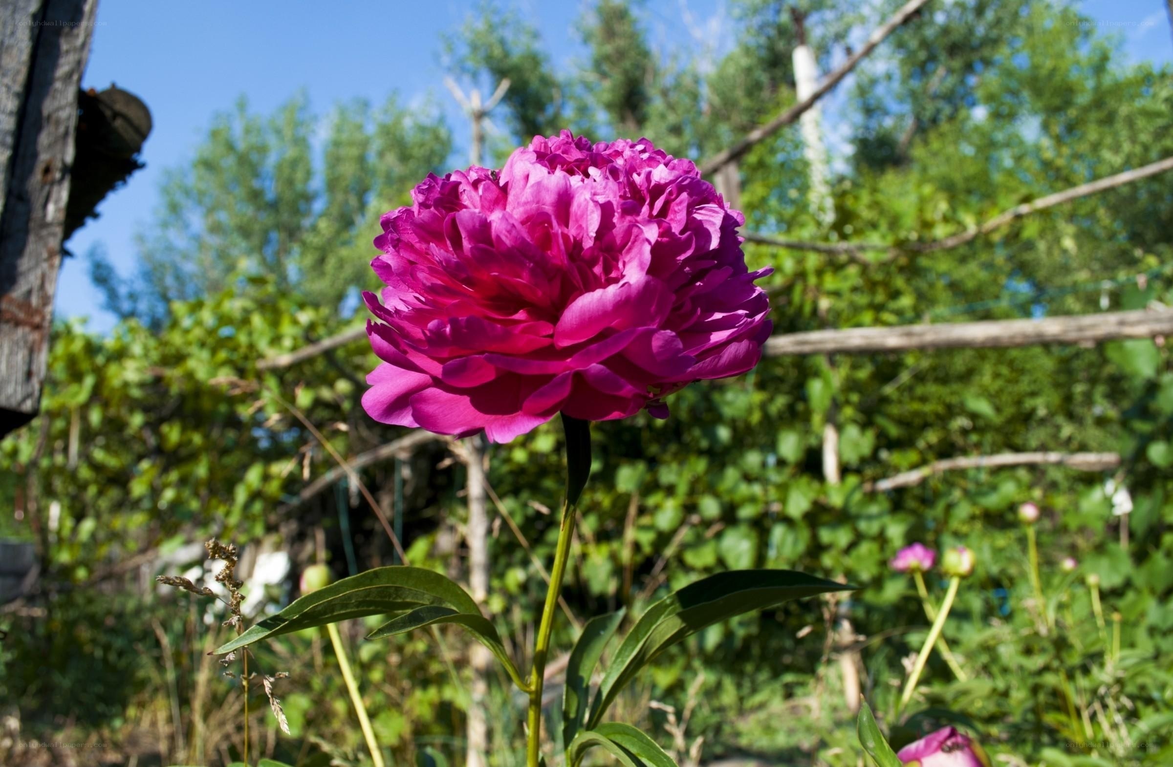 Purple peony in garden