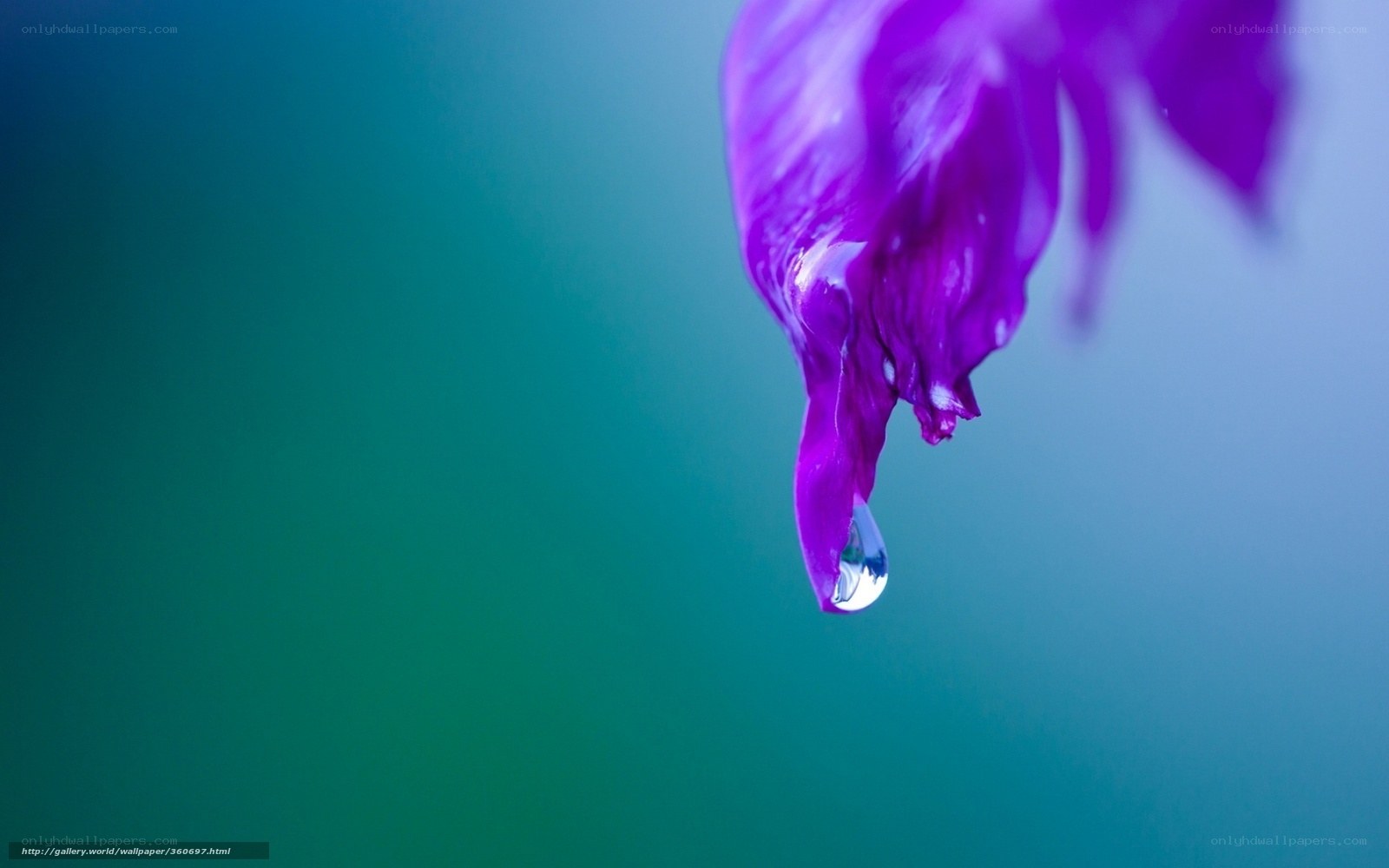 Purple petal with water droplet