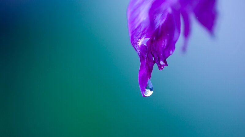 purple petal with water droplet