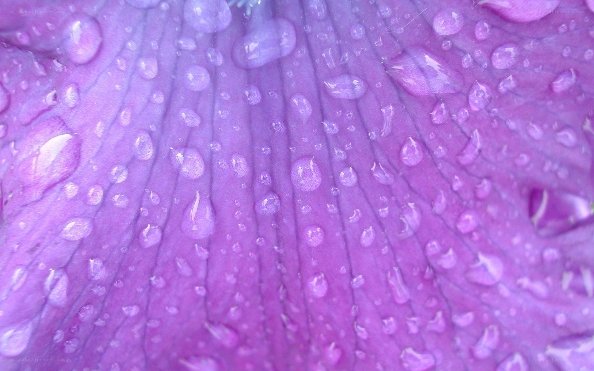 purple petal with water droplets
