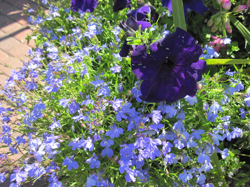 Purple Petunia and Lobelia