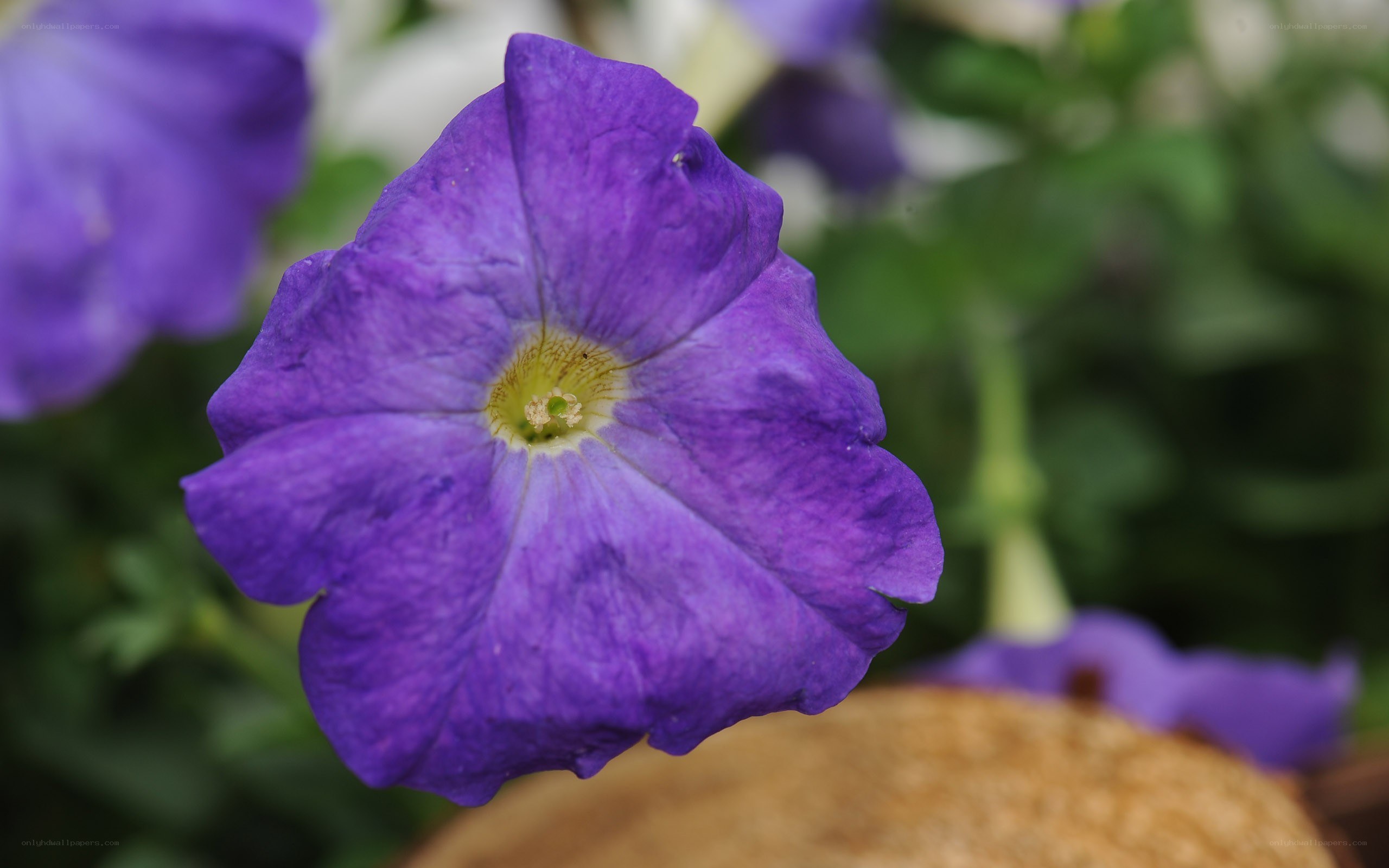 purple petunia flower