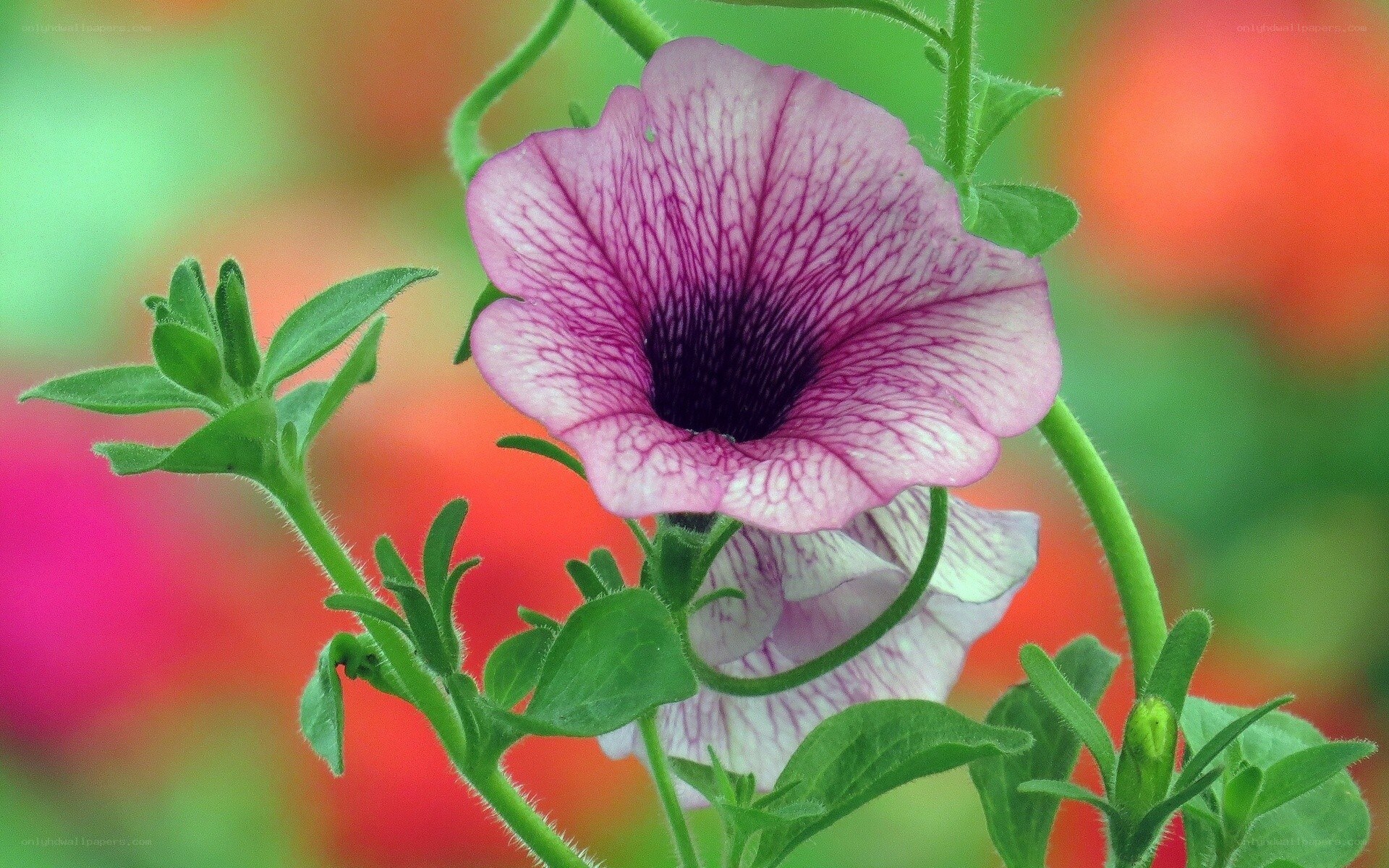 purple petunia flower