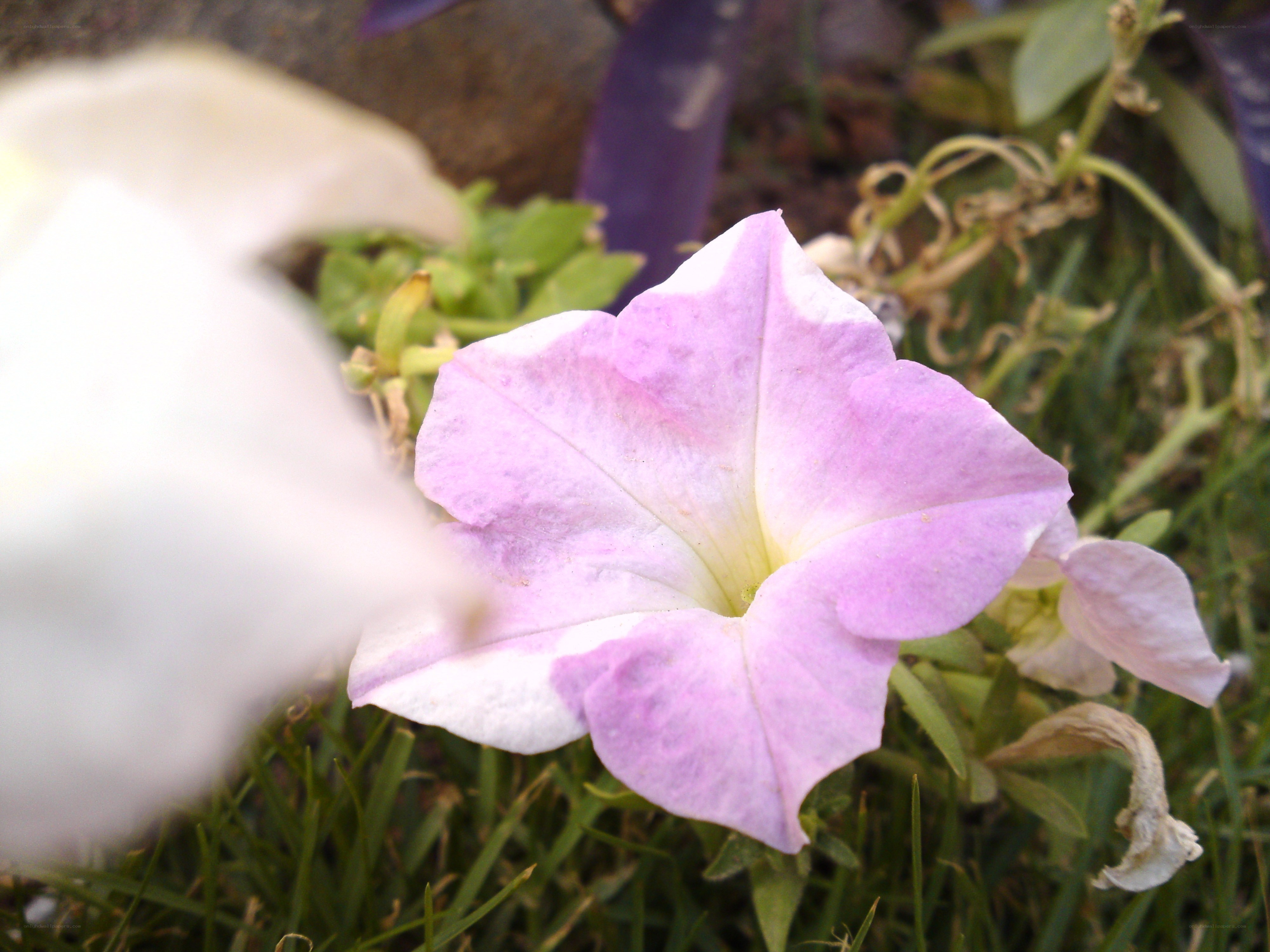 purple petunia flower