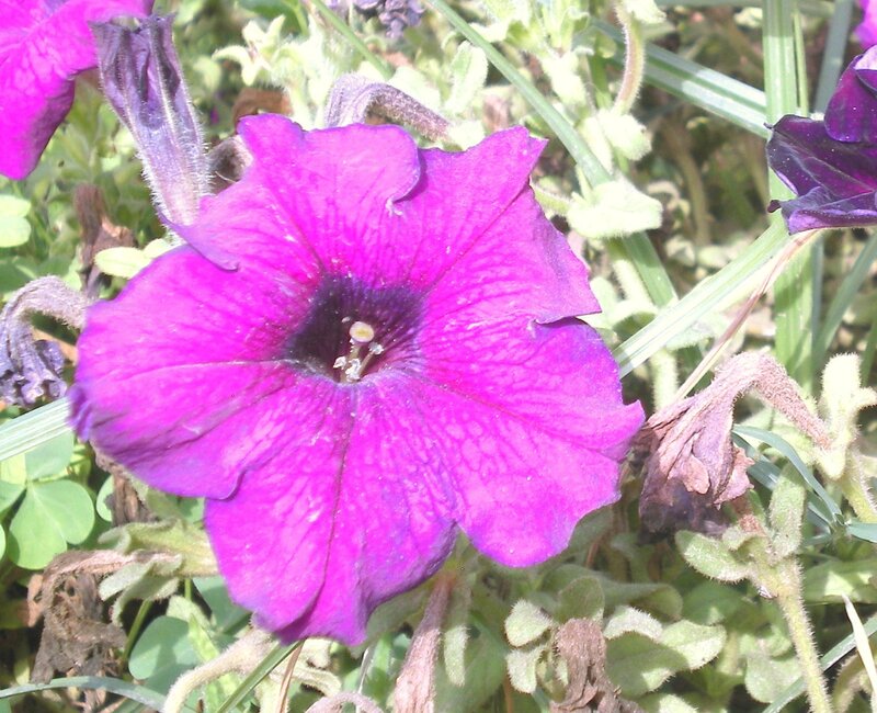 purple petunia flower