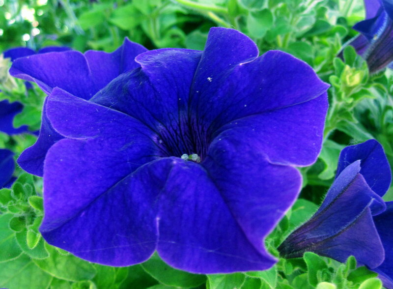 Purple Petunia Flower — Blue