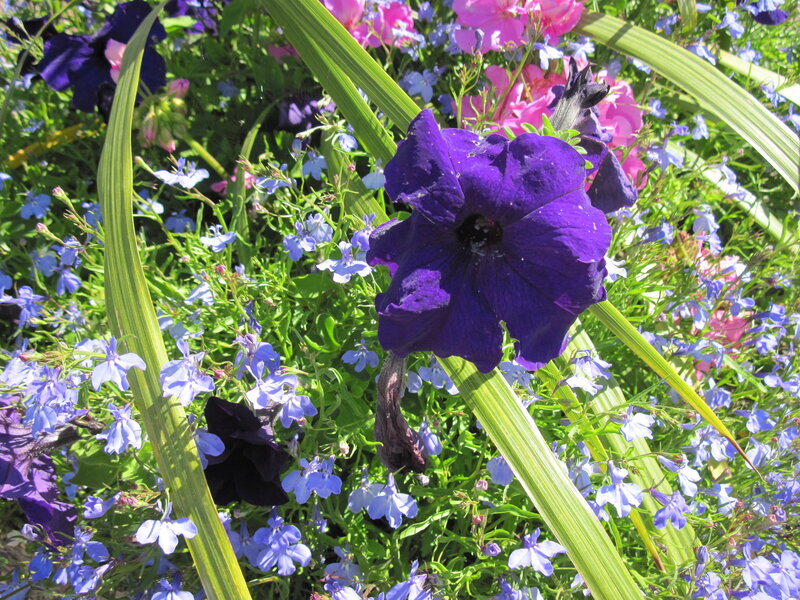 Purple Petunia Flower — Bright