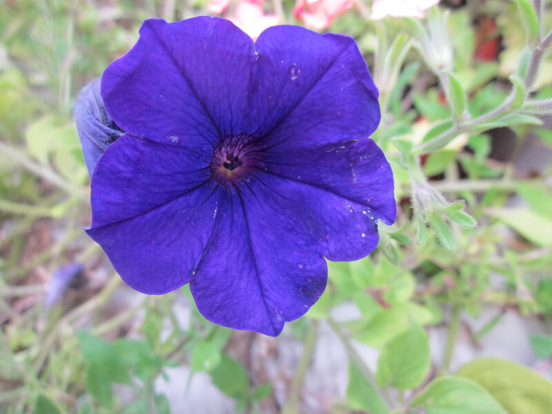 Purple Petunia Flower — Calm, Afternoon, Photograph, Green Leaves, Flower Bud