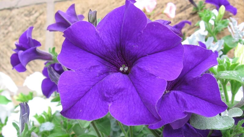 Purple Petunia Flower — Calm, Afternoon, Photograph, Green Leaves, White Flowers