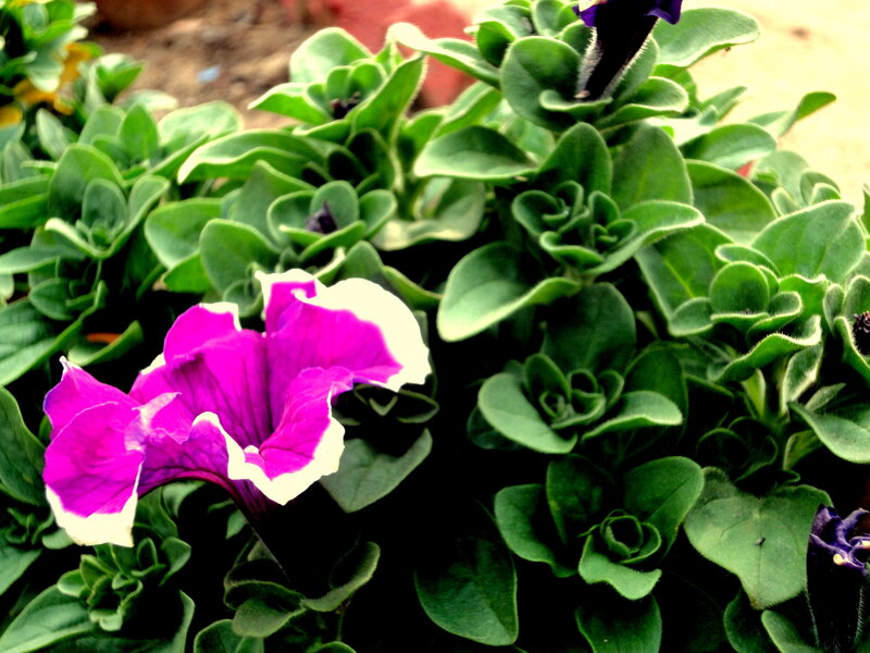 Purple Petunia Flower — Calm, Afternoon