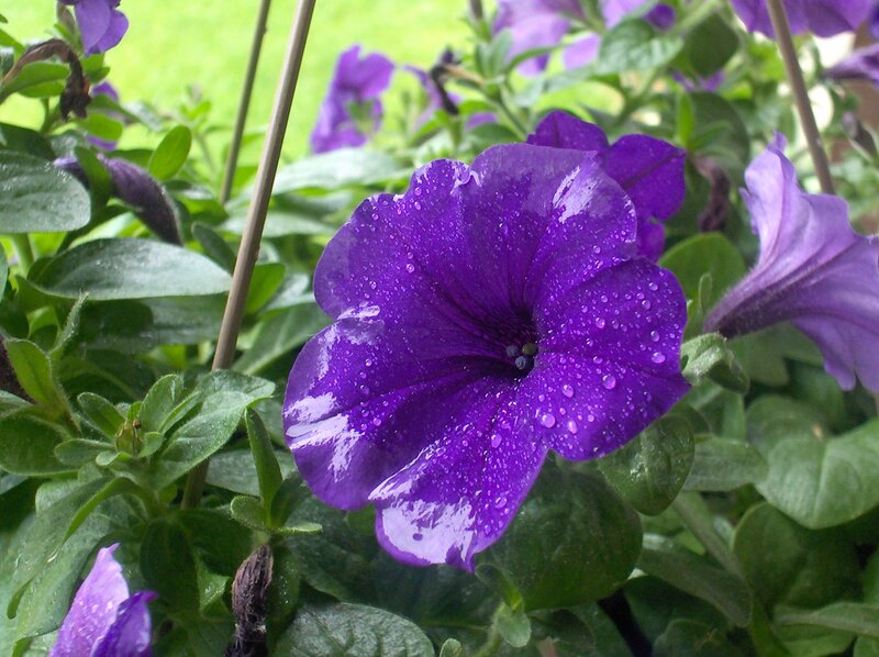 Purple Petunia Flower — Calm, Morning