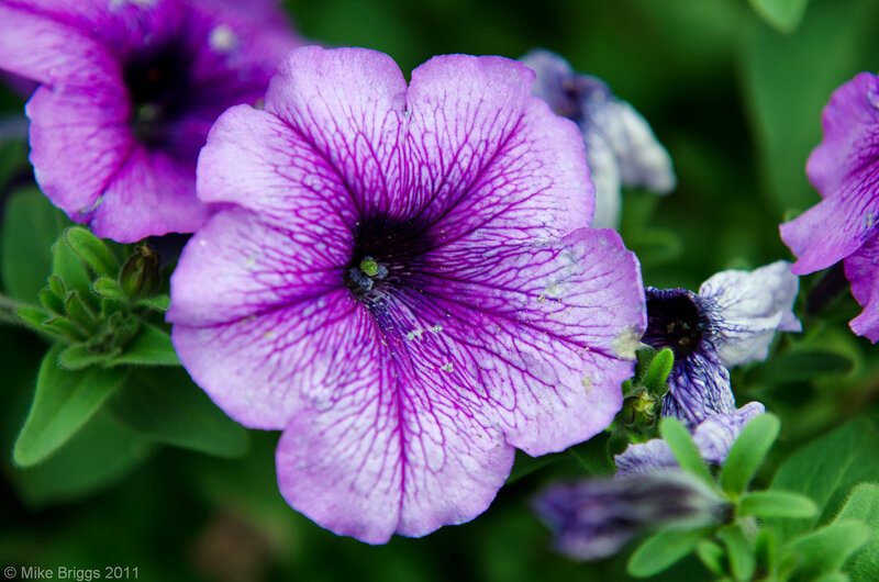 Purple Petunia Flower — Calm, Photograph, Green Leaves, Flower Buds