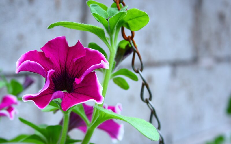 Purple Petunia Flower — Calm, Photograph, Green Leaves