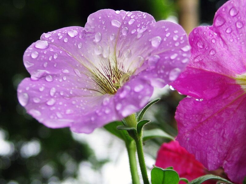Purple Petunia Flower — Calm, Photograph