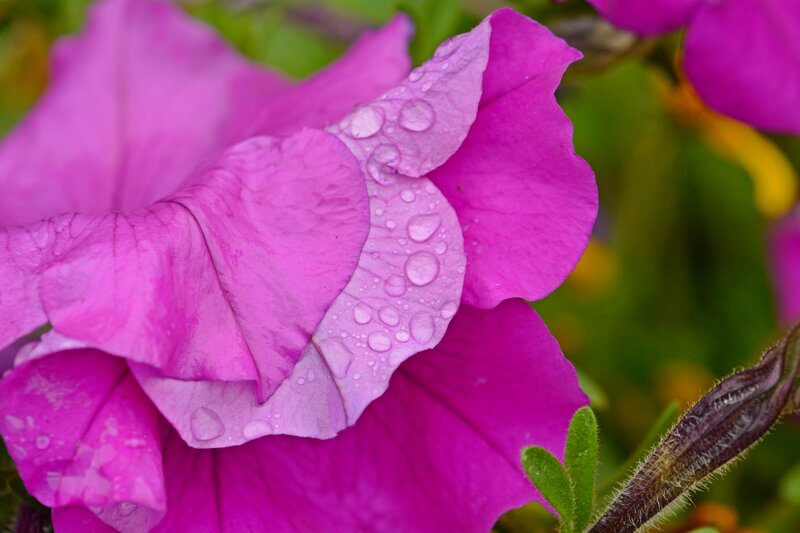 Purple Petunia Flower — Calm, Photograph, Water Droplets