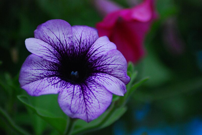 Purple Petunia Flower — Calm