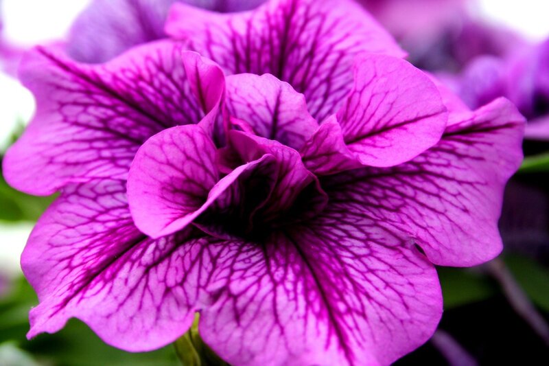 purple petunia flower close-up