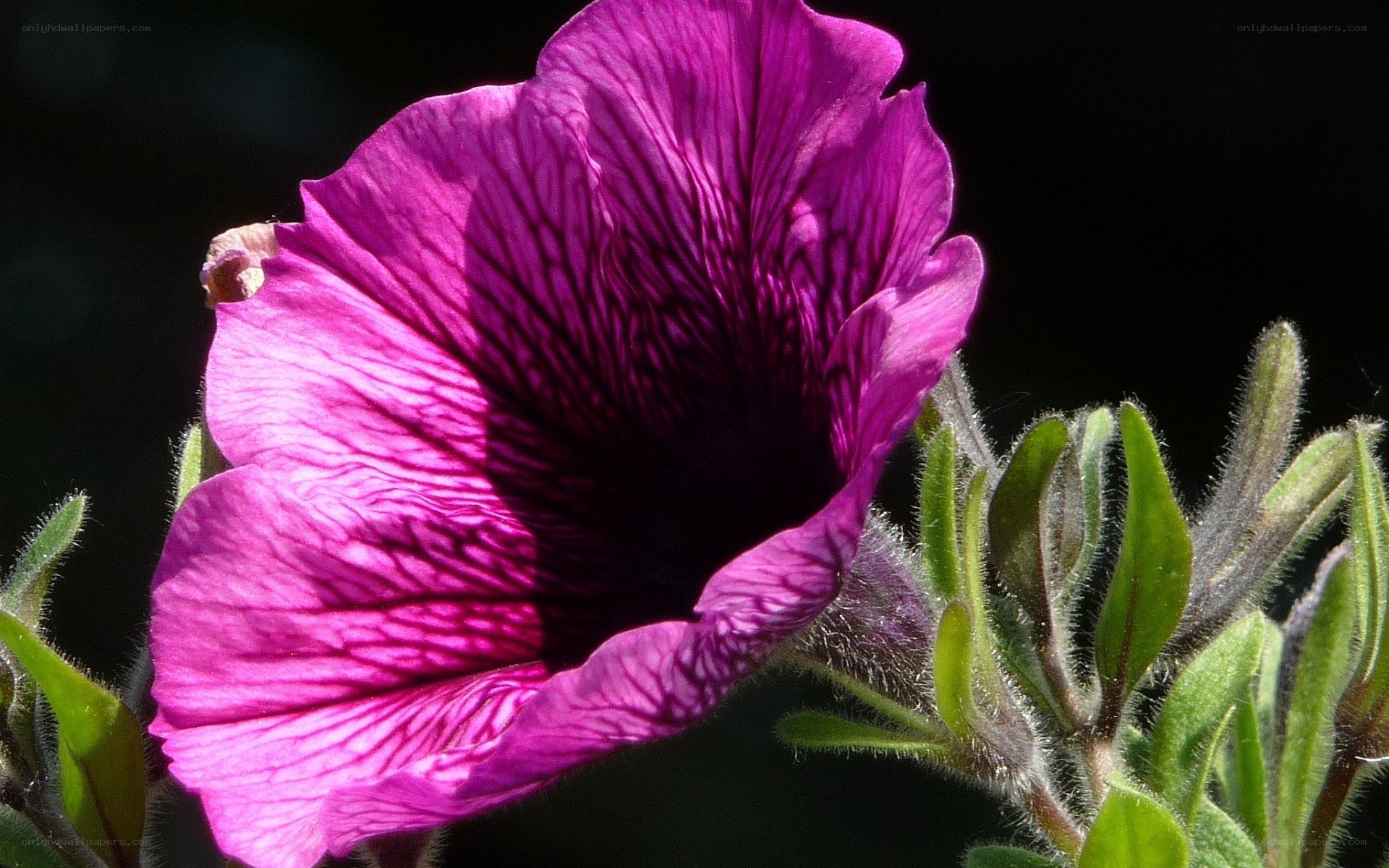 purple petunia flower close-up