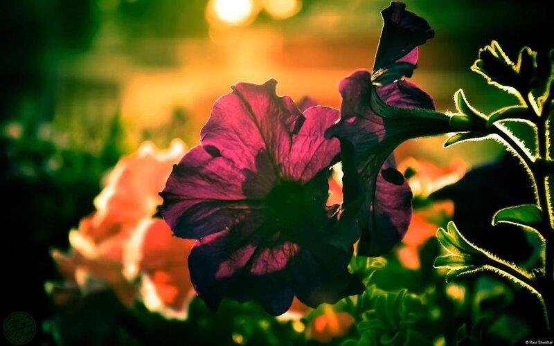 Purple Petunia Flower — Dramatic