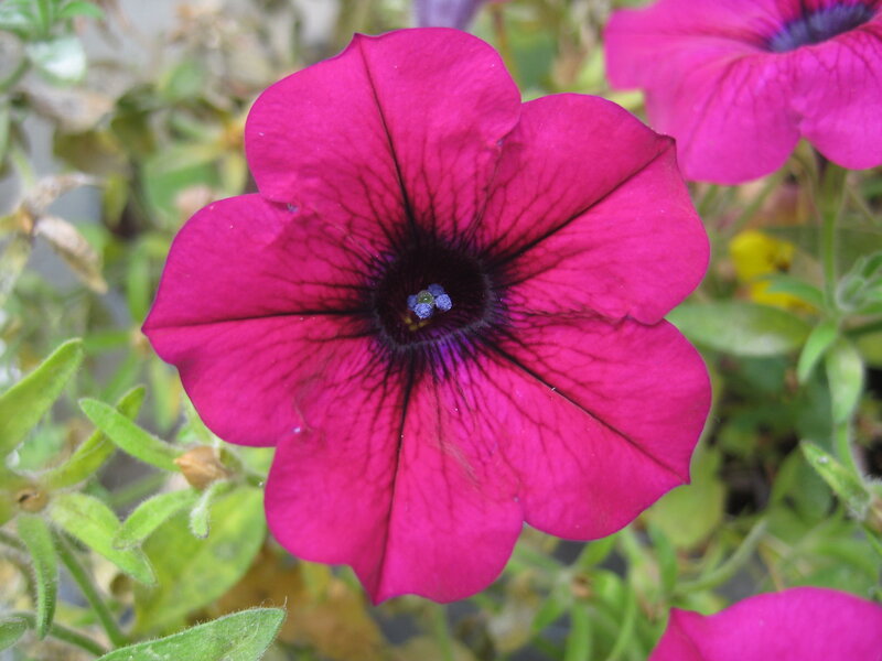Purple Petunia Flower — Magenta, Calm