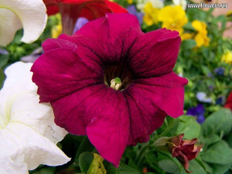 Purple Petunia Flower — Magenta