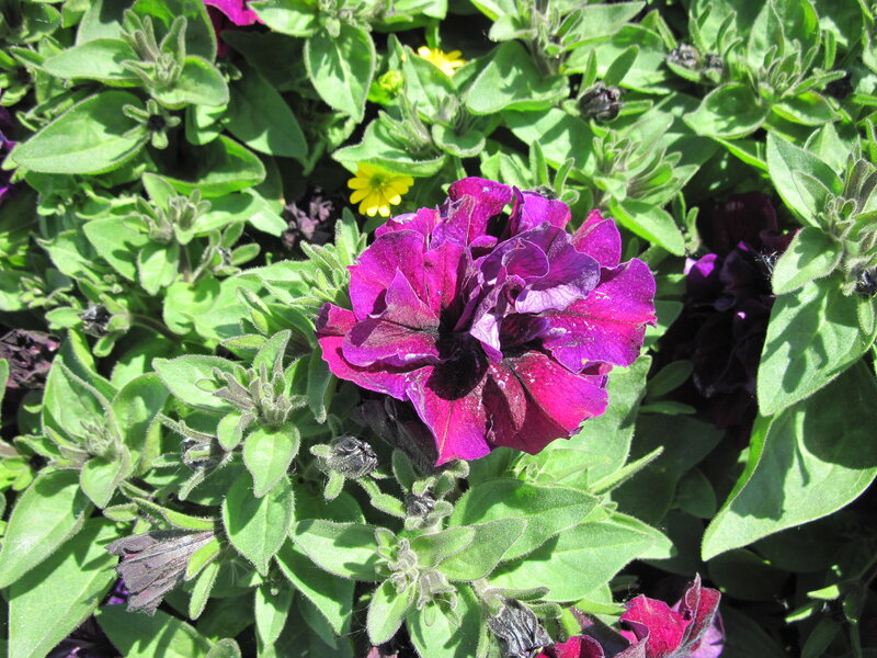 Purple Petunia Flower — Natural, Afternoon, Photograph