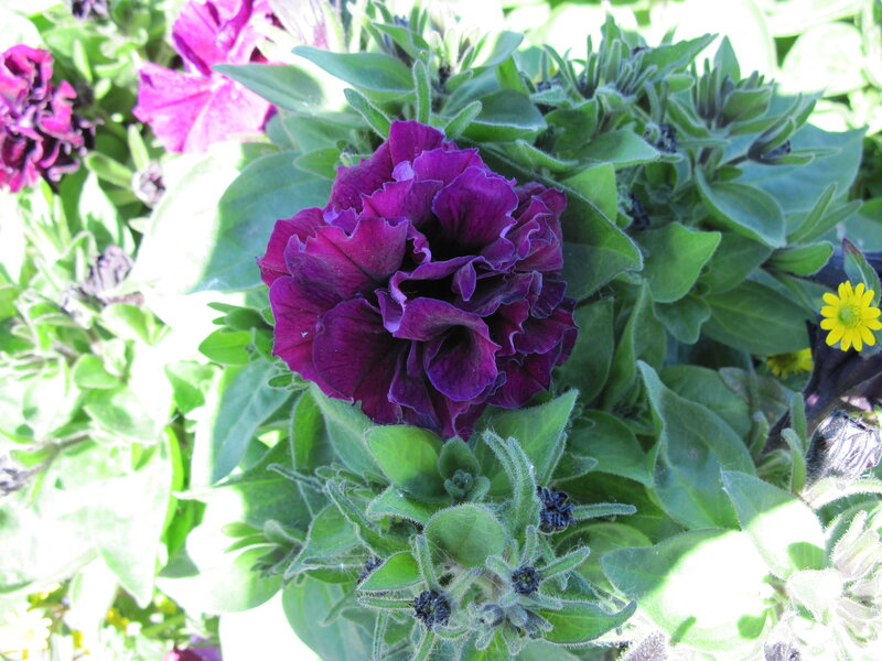 Purple Petunia Flower — Natural, Afternoon