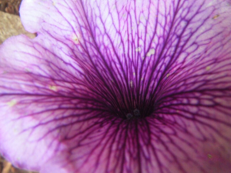 Purple Petunia Flower — Natural, Photograph, Petal