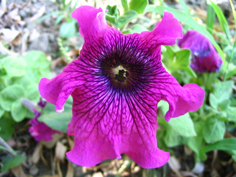 Purple Petunia Flower — Natural