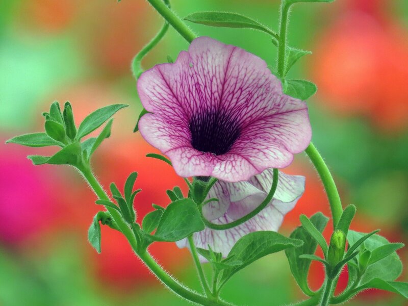 Purple Petunia Flower — Pink, Calm, Summer