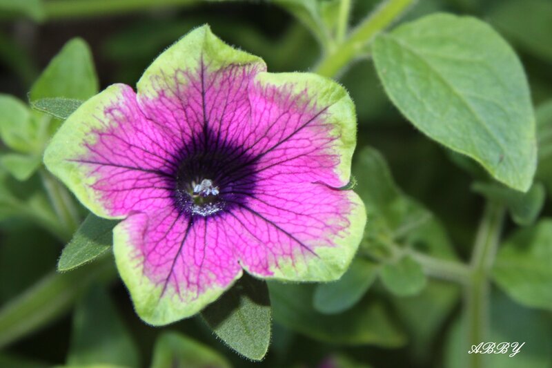 Purple Petunia Flower — Pink, Calm