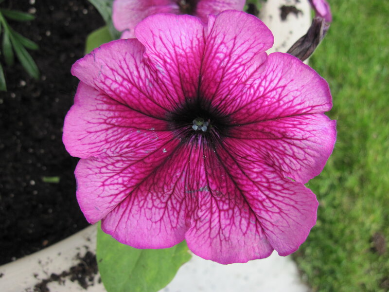 Purple Petunia Flower — Pink