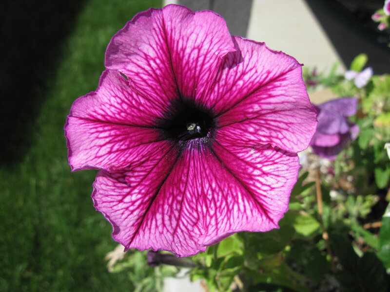Purple Petunia Flower — Serene, Afternoon