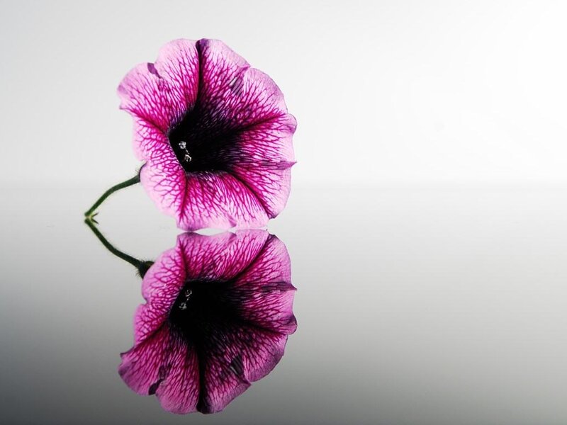 Purple Petunia Flower — Serene, Photograph