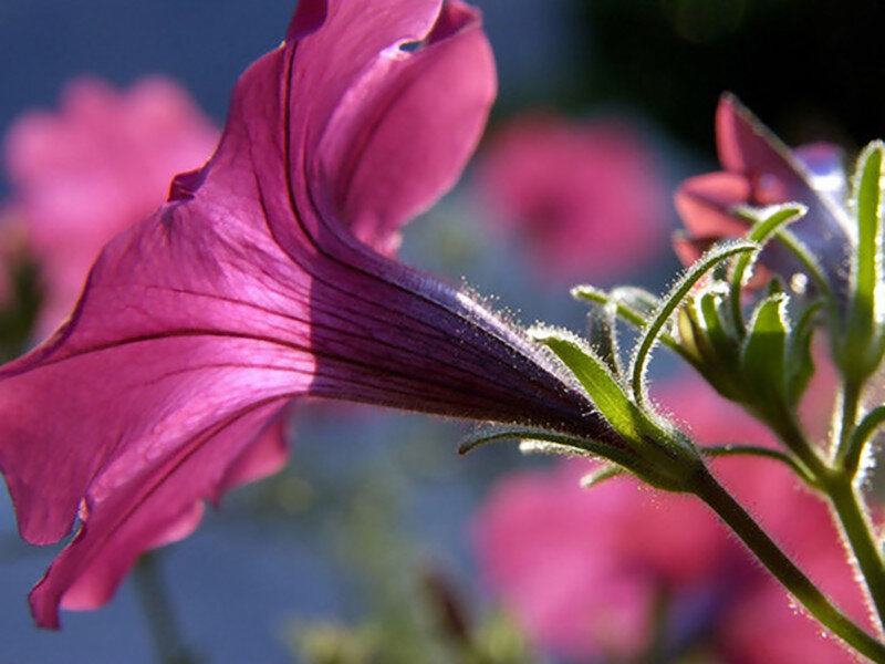 Purple Petunia Flower — Serene