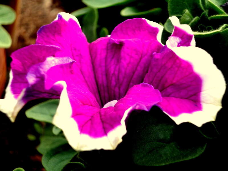 Purple Petunia Flower — Vibrant