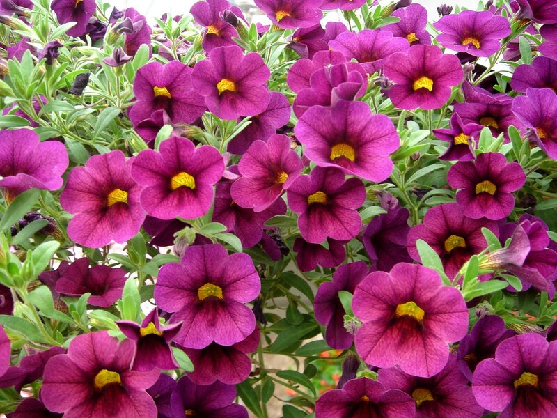 purple petunia flowers