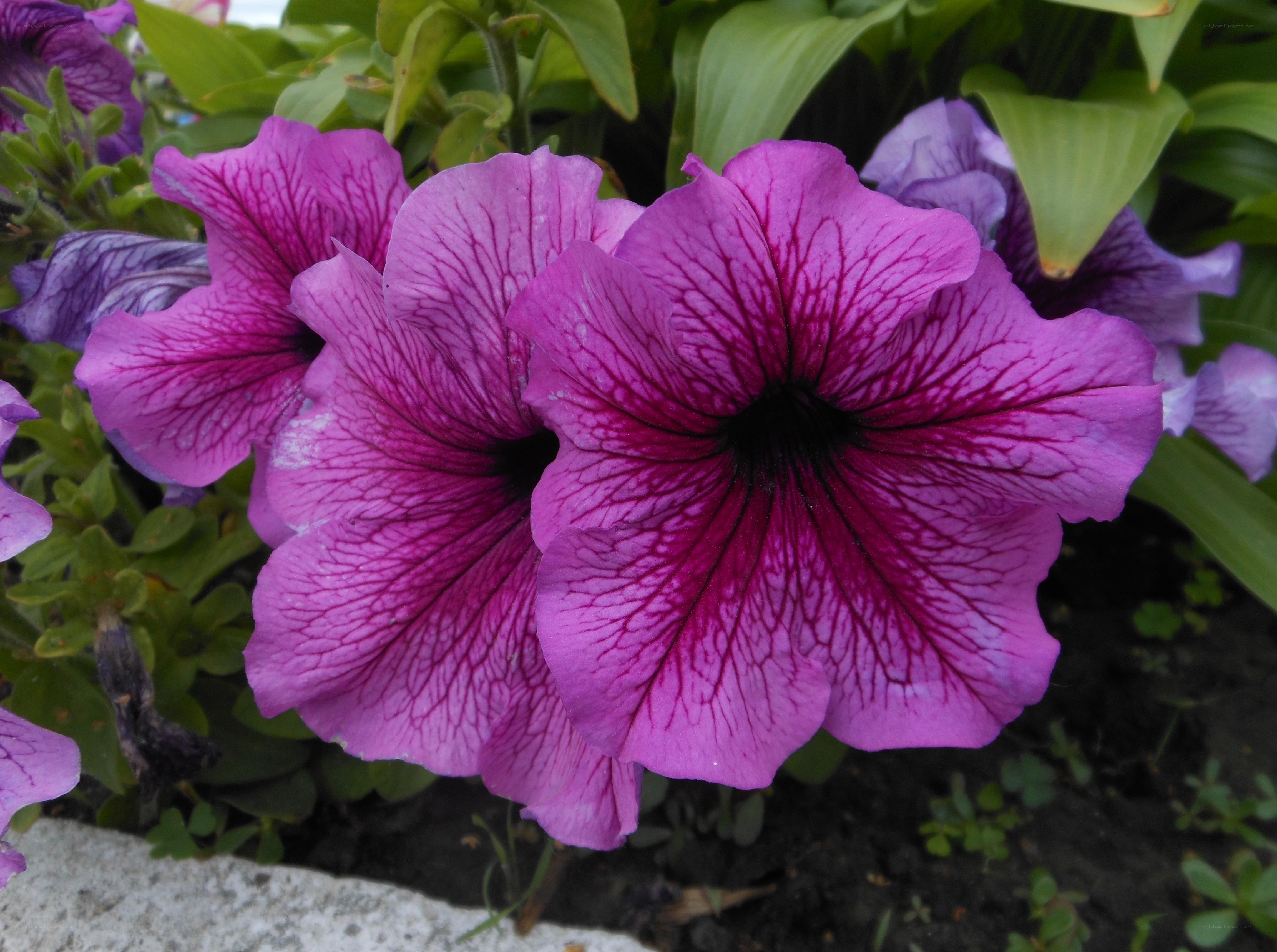 Purple petunia flowers